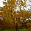 Sophora japonica automne